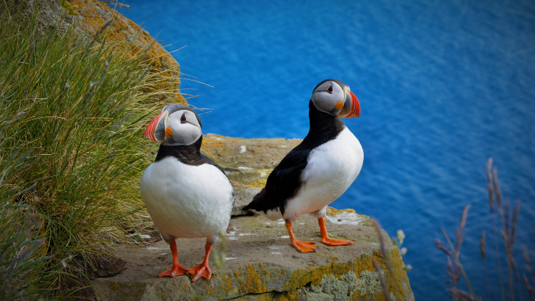 Puffins can be seen in Iceland in summer